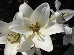 Lilium 'Eyeliner' 06.JPG