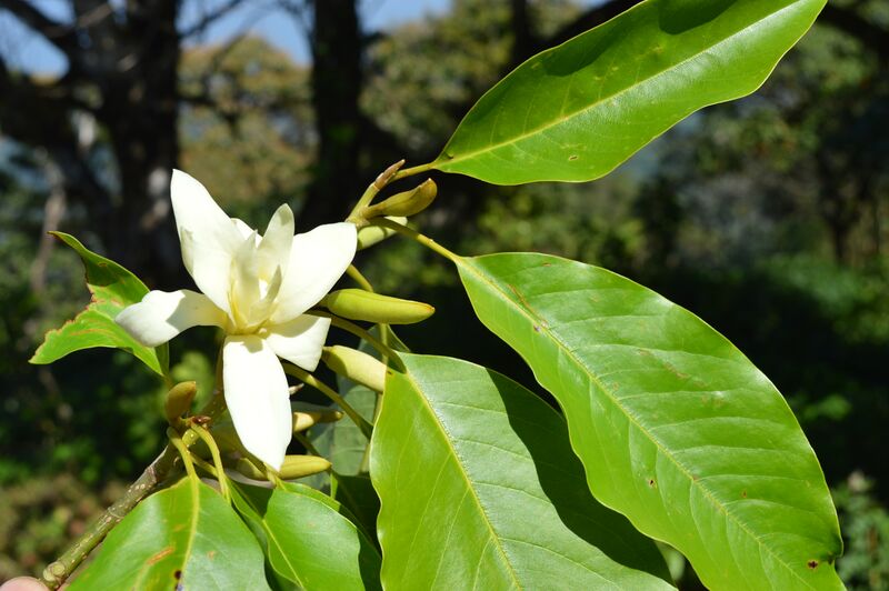 ملف:Magnolia nilagirica.JPG