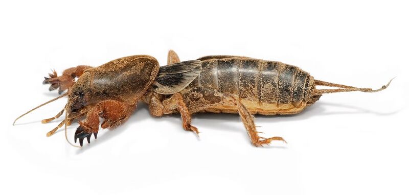 ملف:Mole cricket02.jpg