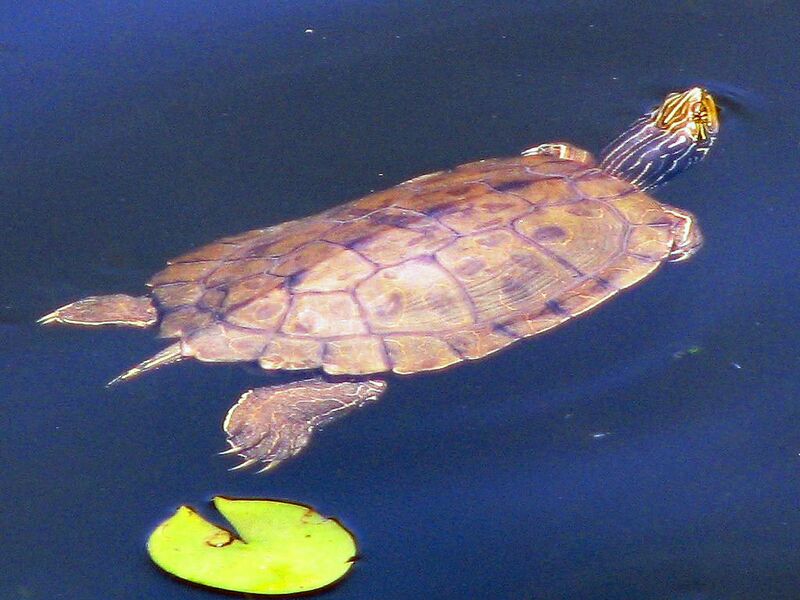 ملف:Northern Map Turtle.jpg
