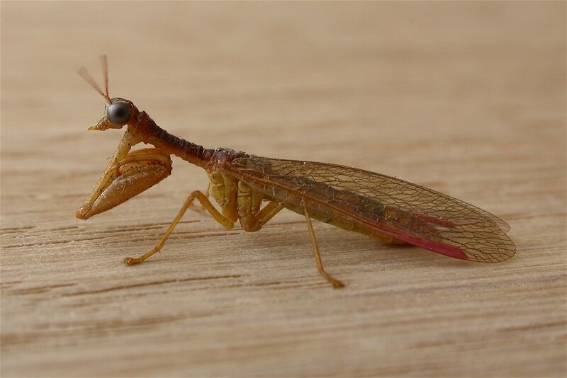 ملف:Campion callosus.jpg