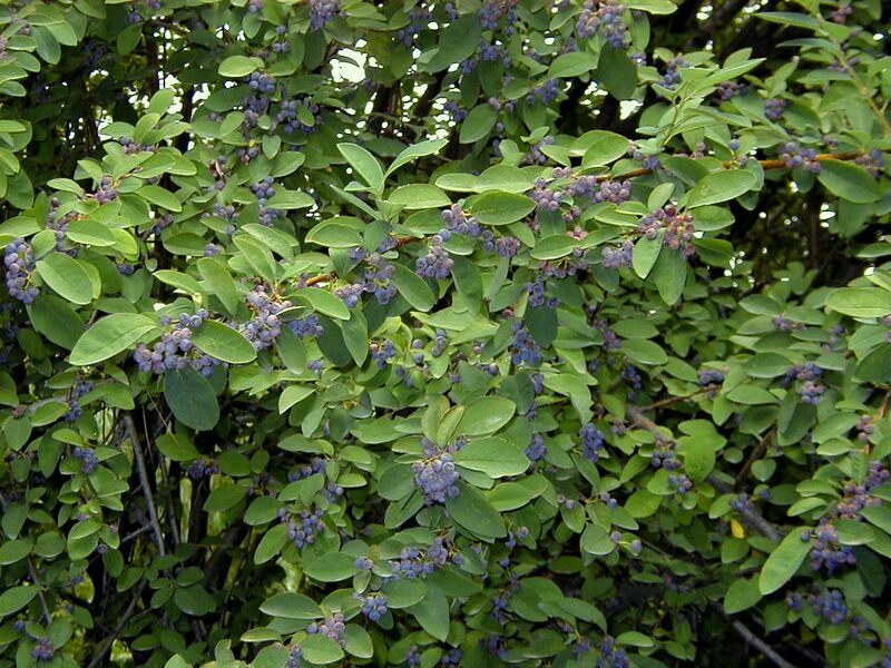 ملف:Cotoneaster acutifolius.jpg