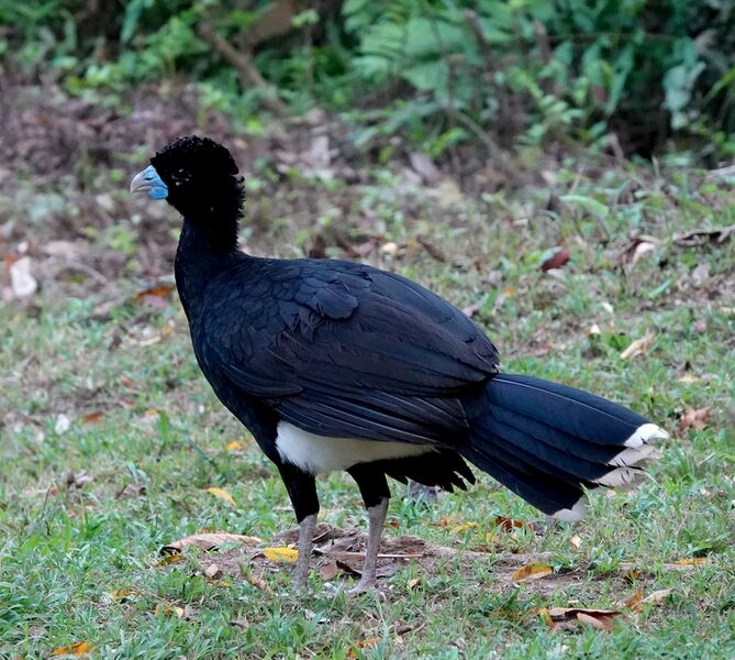 ملف:Crax alberti 183179794.jpg