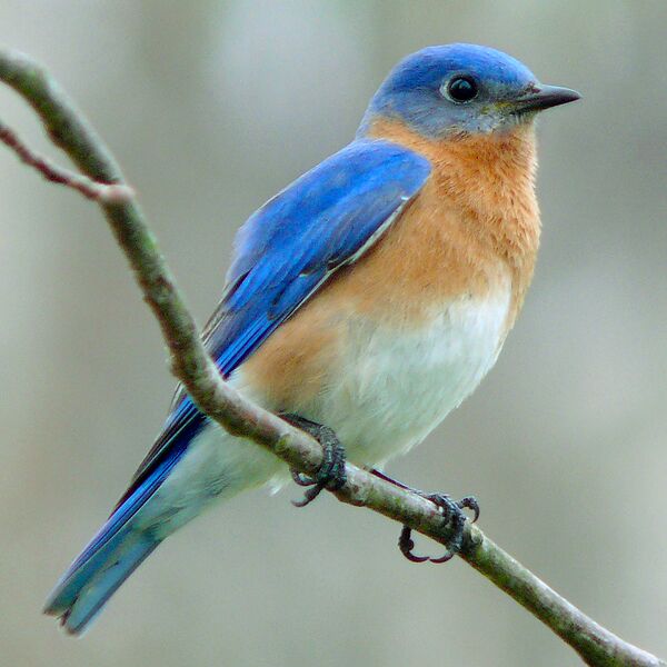 ملف:Eastern Bluebird-27527-2.jpg