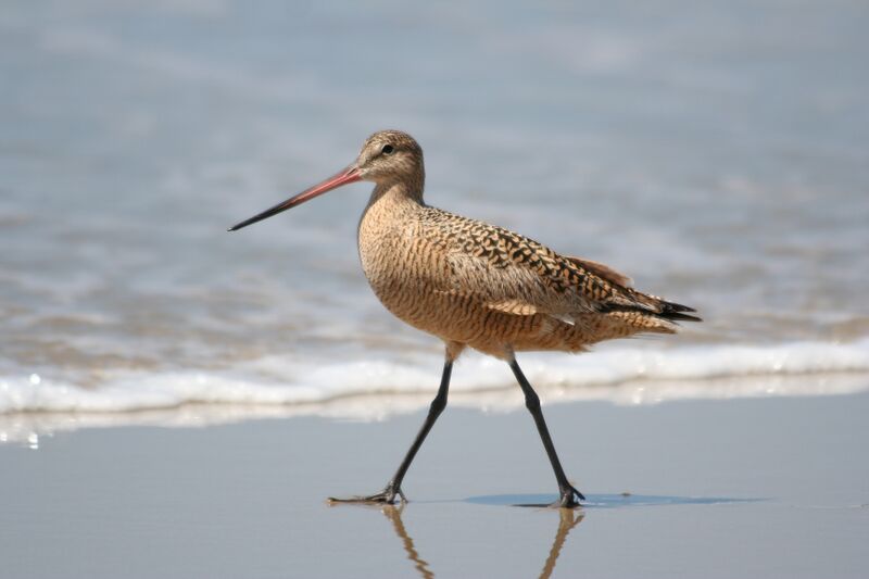ملف:MarbledGodwit.jpg