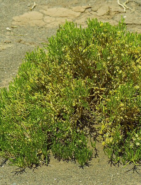 ملف:P. quadrangularis Lucas Burchard.jpg