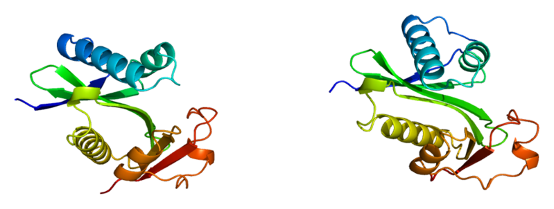 ملف:Protein PCAF PDB 1cm0.png