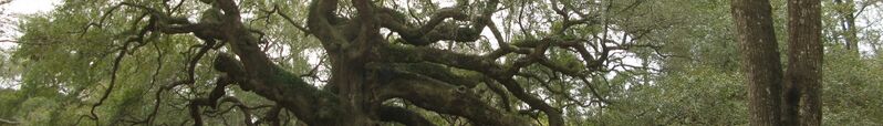 ملف:SouthCarolinaGiantTreeBanner.JPG