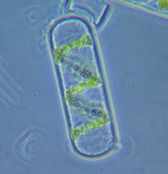 ملف:Spirogyra cell.jpg
