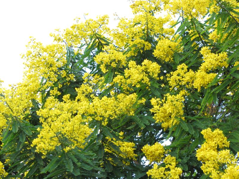 ملف:Starr-091104-9313-Senna multijuga-flowers-Hana-Maui (24693507070).jpg