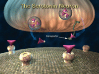 نلقل السيروتونين تحريك جزيء السروتونين.