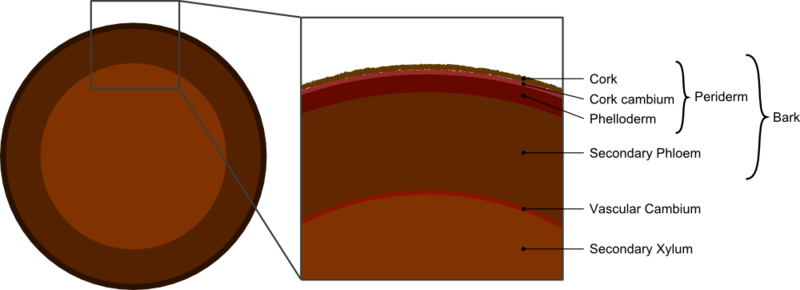 ملف:Tree secondary components diagram.png