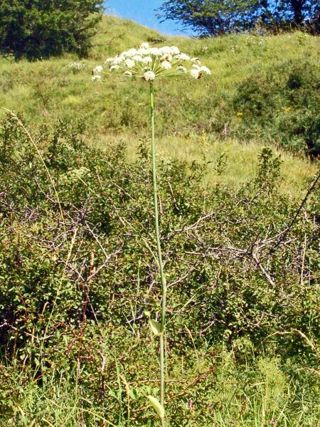 ملف:Apiaceae - Laserpitium latifolium-1.JPG