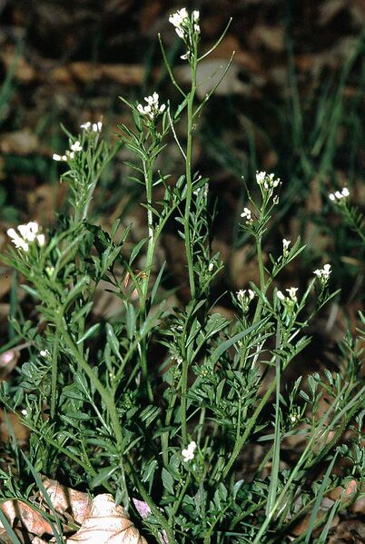 ملف:Cardamine flexuosa eF.jpg
