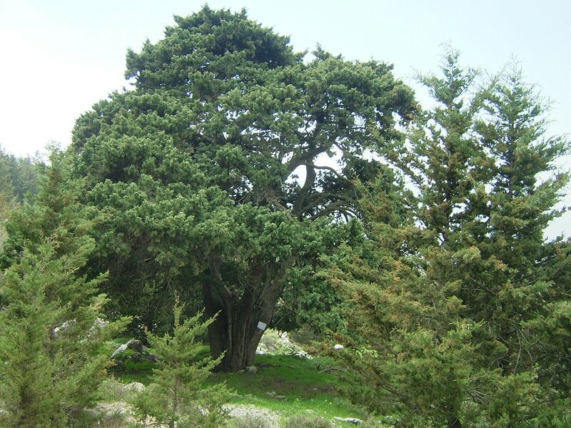 ملف:Cypress Halefka.JPG
