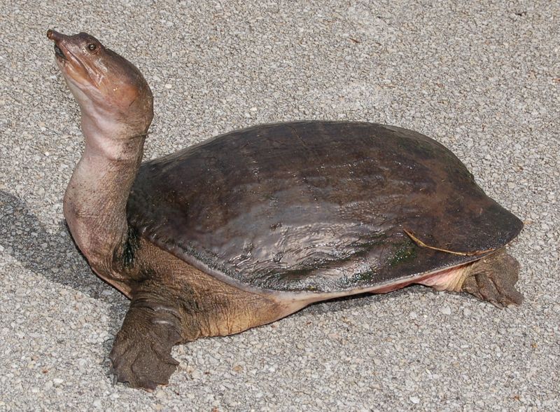 ملف:Floridasoftshellturtle-cropped.jpg