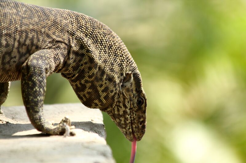 ملف:Licking Monitor Lizard.jpg