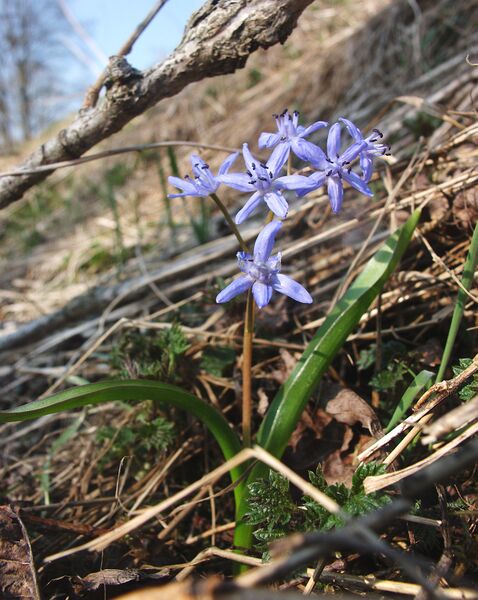 ملف:Scilla bifolia 070406.jpg
