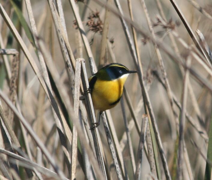 ملف:Tachuris rubrigastra 2.JPG