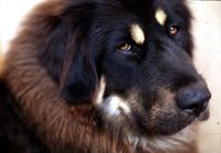 Tibetan Mastiff 001.jpg