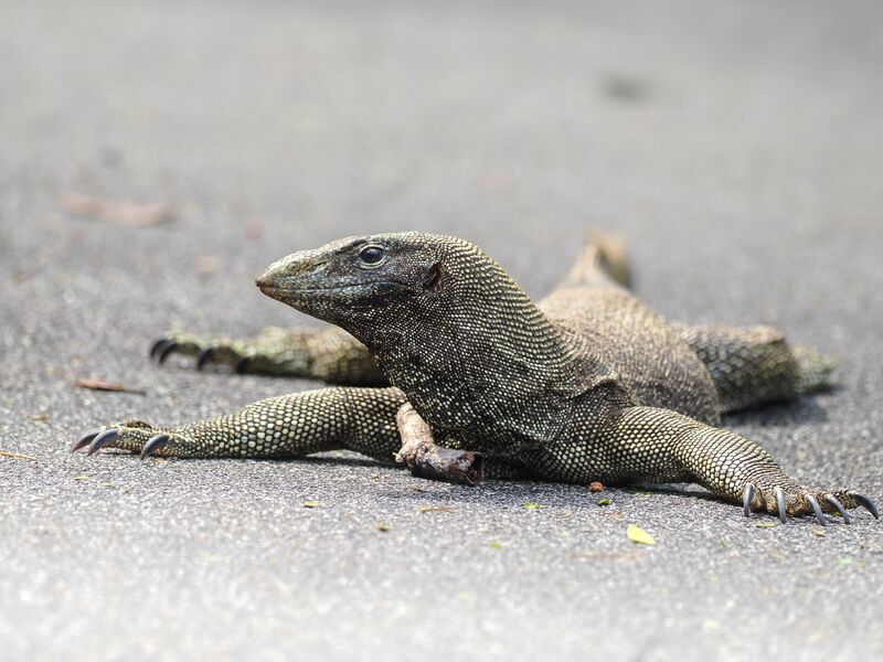 ملف:Varanus nebulosus 291947376.jpg