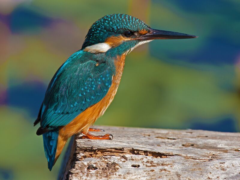 ملف:Alcedo Atthis.jpg