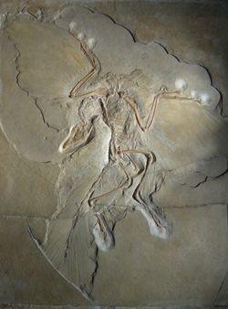 Fossil of complete Archaeopteryx, including indentations of feathers on wings and tail.