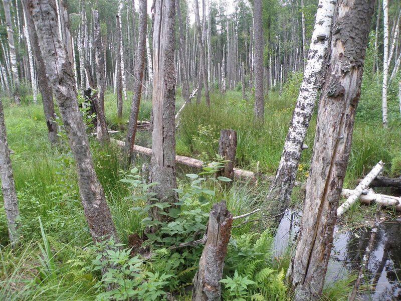 ملف:Bochka headwaters.JPG