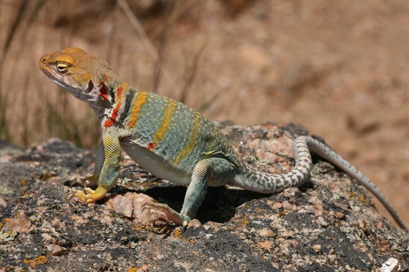 ملف:Collared Lizard 1.jpg