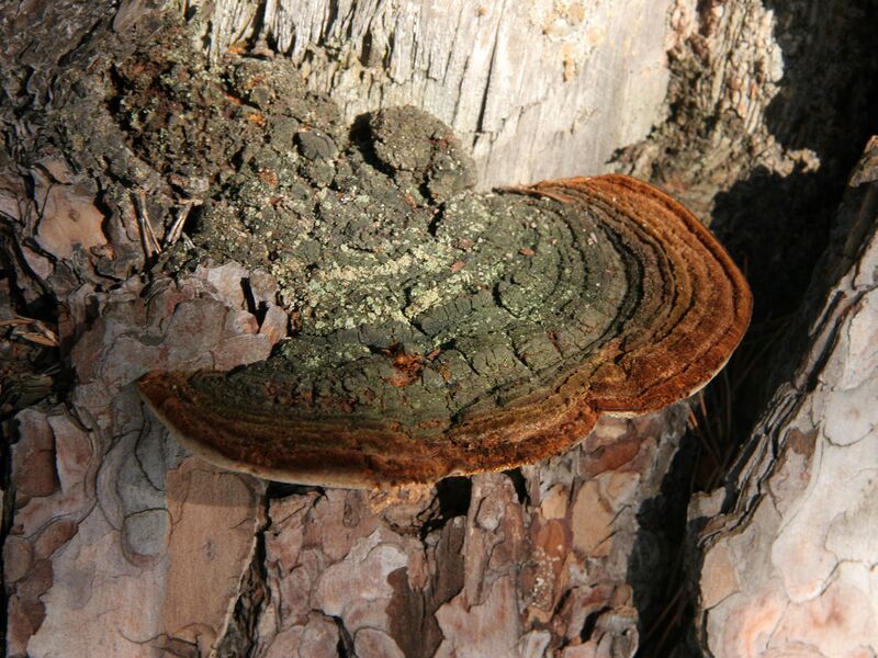 ملف:Phellinus pini (6820597198).jpg