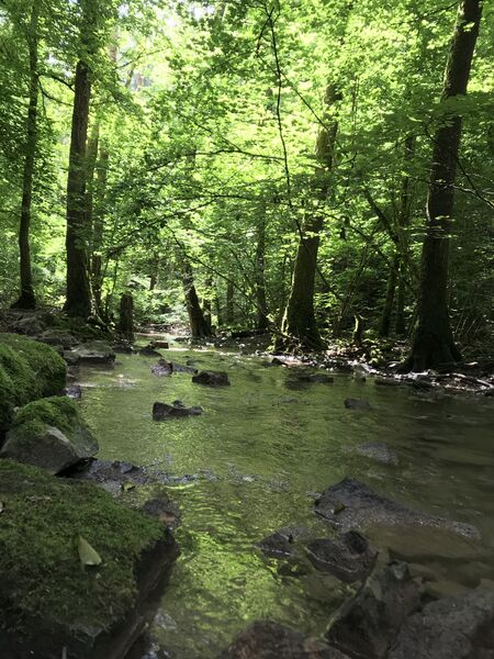 ملف:Wüstenbach (Murr).jpg