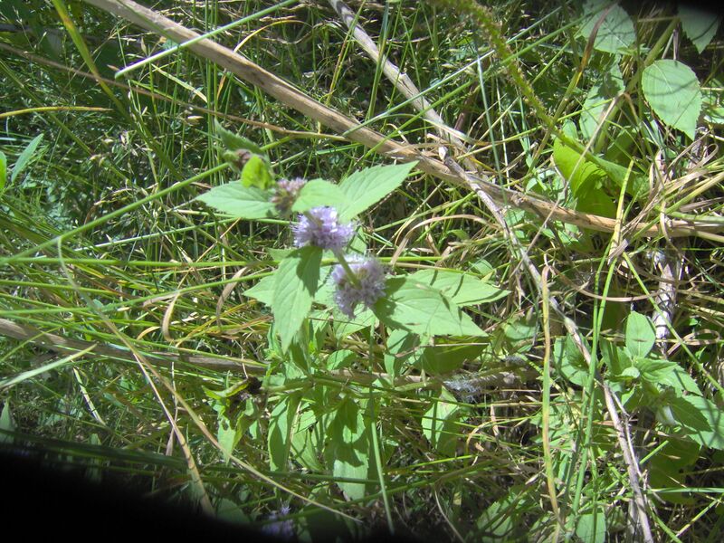 ملف:WildMInt.JPG