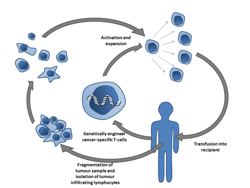 ملف:Adoptive T-cell therapy.png
