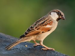 House Sparrow (M) I IMG 7881.jpg