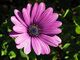 Osteospermum ecklonis1.JPG