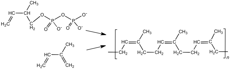 ملف:RubberSyn&Natural.png