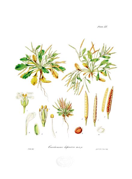 ملف:Botany of Antarctica-PL003-0011.jpg