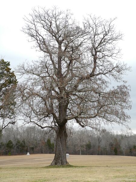 ملف:Catalpa tree Shiloh NMP.jpg