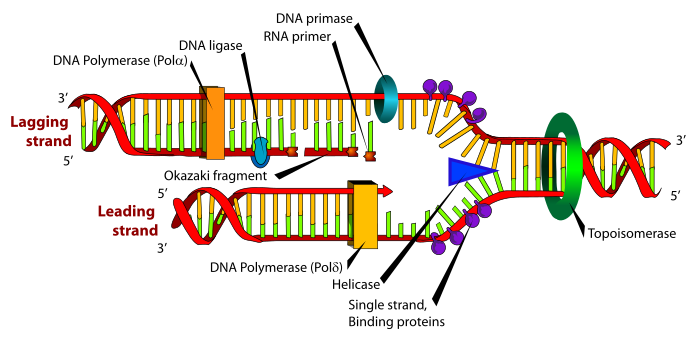 ملف:DNA replication.svg