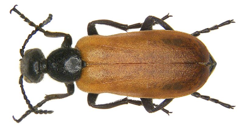 ملف:Lydus algiricus (Linné, 1758).jpg