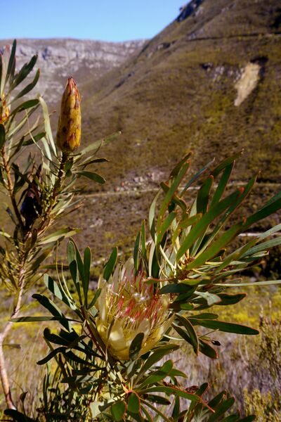 ملف:Protea repens (3).JPG