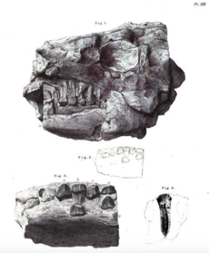 Fossils of Anthodon, what Paranthodon was once thought to be
