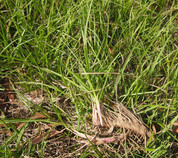 ملف:Eremochloa bimaculata stolon.jpg