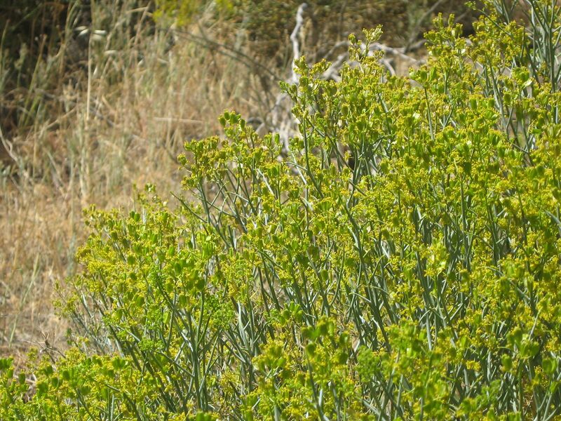 ملف:Gymnophyton flowers 2.jpg