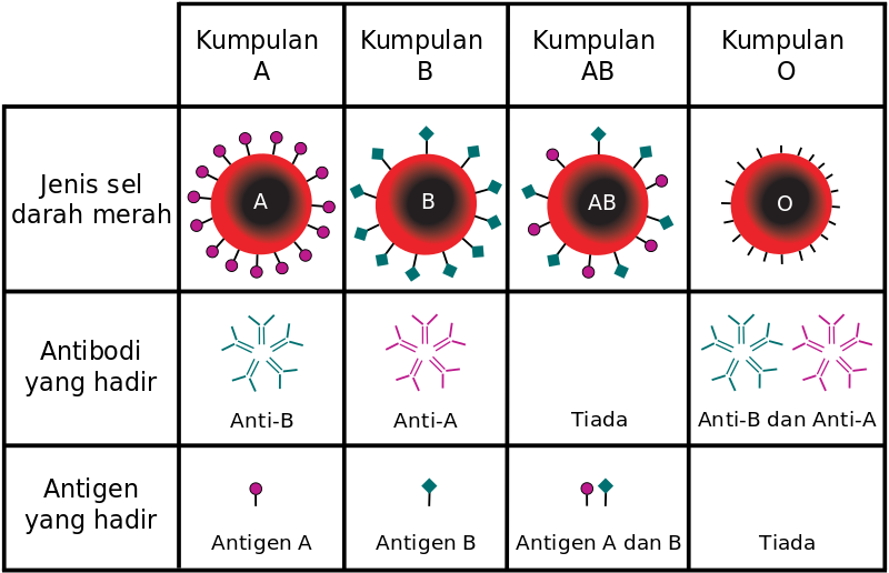 ملف:Jenis darah ABO.svg