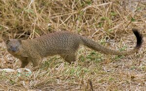 2009-slender-mongoose.jpg