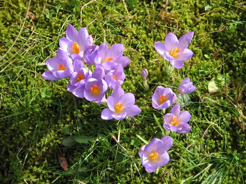 ملف:Crocus etruscus04.jpg
