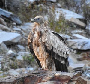 Himalayan Griffon (Gyps himalayensis).jpg