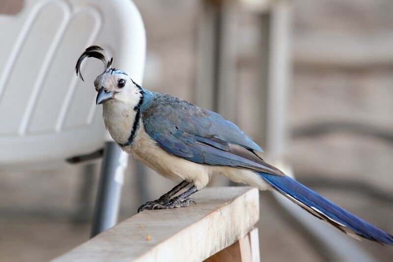 ملف:Calocitta formosa CR.JPG