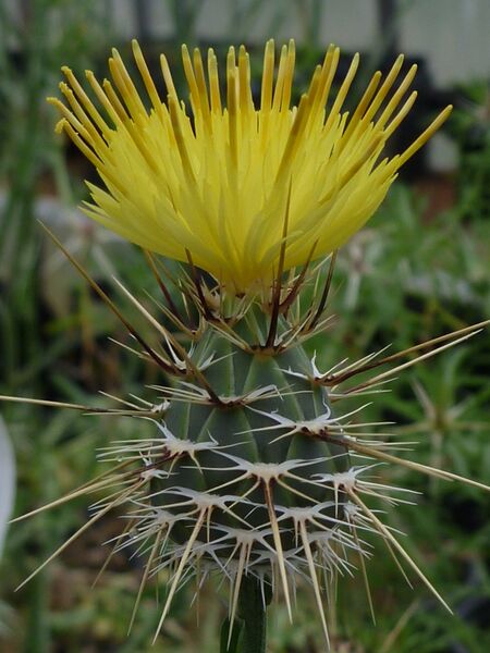 ملف:Centaurea sulphurea.JPG